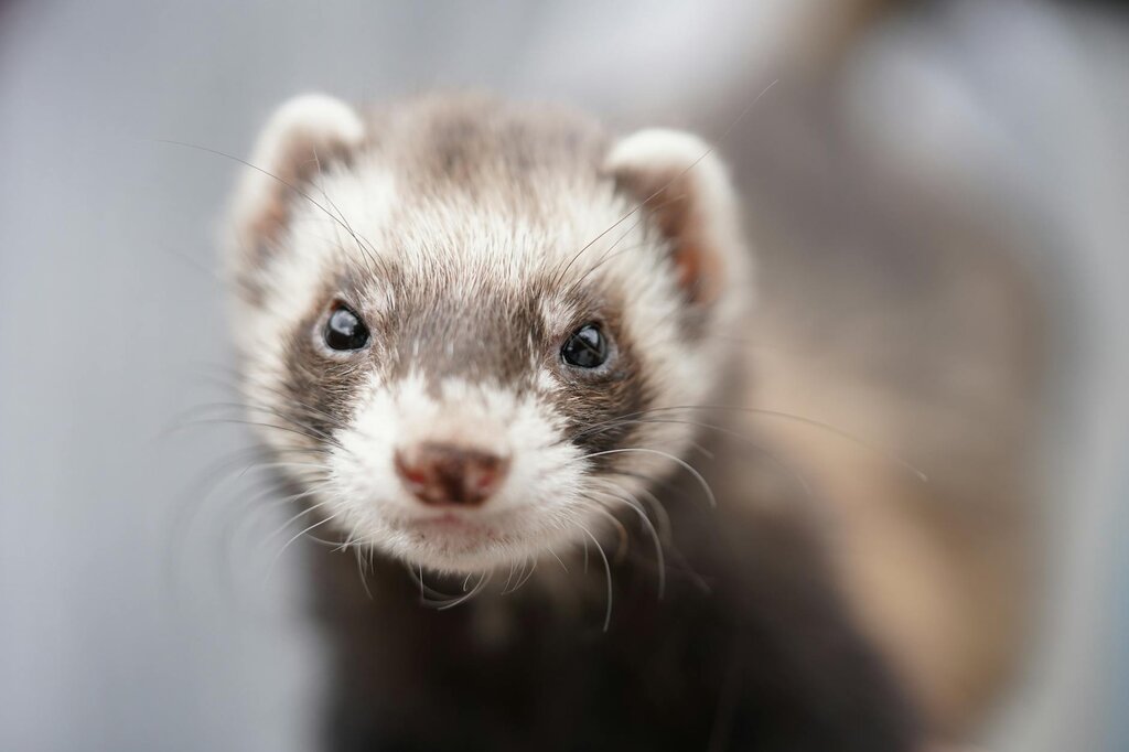 close up of ferret 