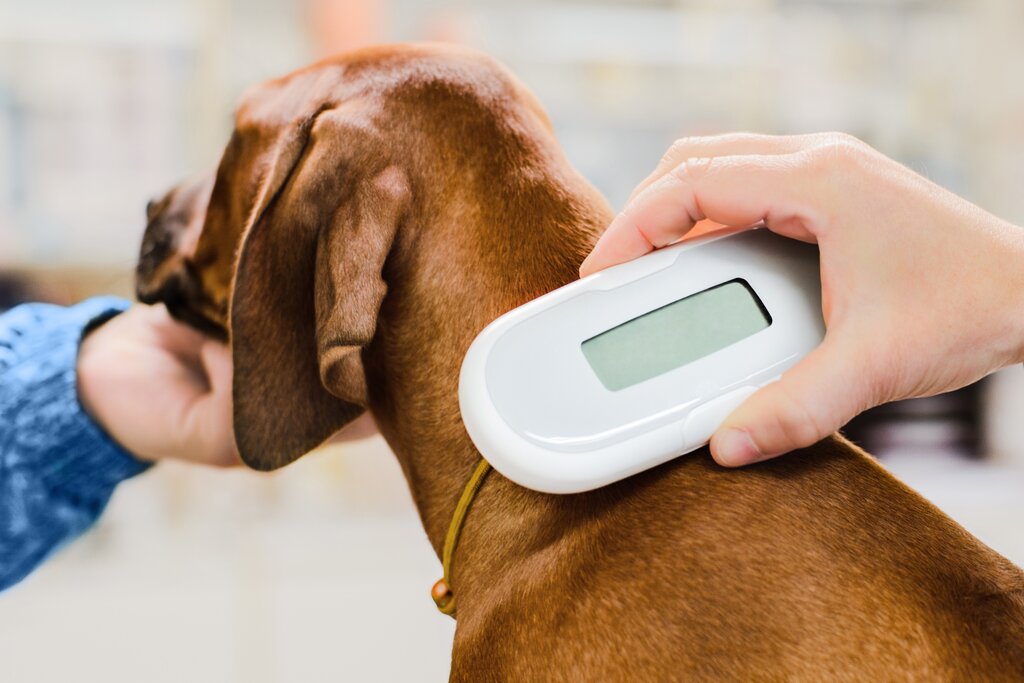 dog being scanned for microchip