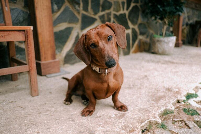 dachshund cocking head at camera