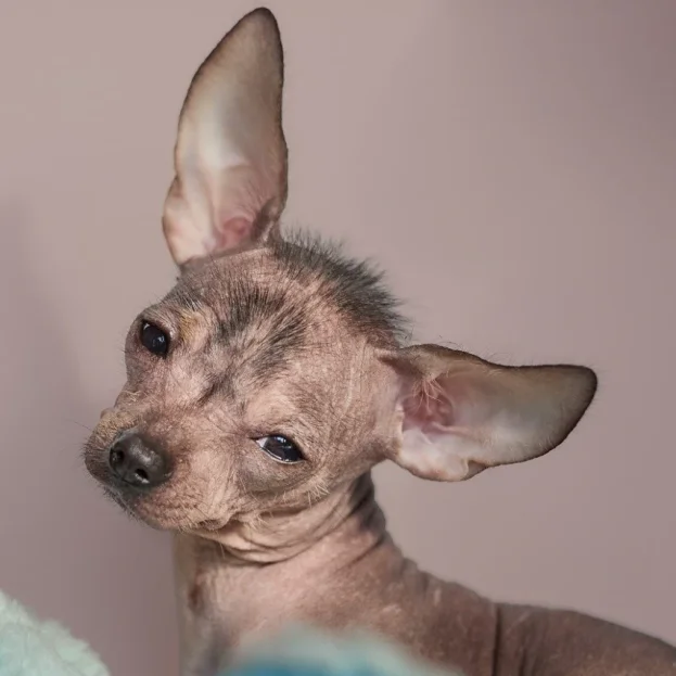 sleepy Xoloitzcuintli puppy 
