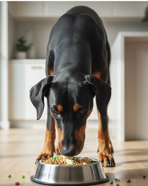 dobermann eating from bowl in kitchen