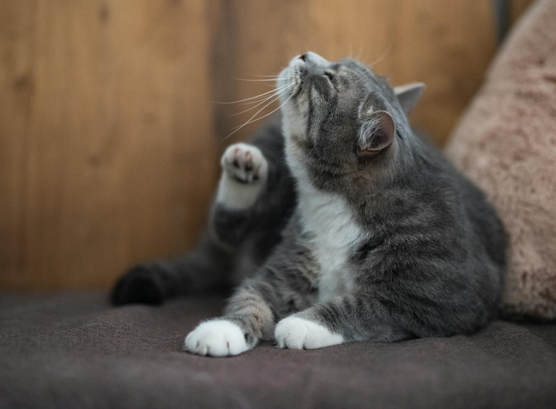 grey tabby cat scratching