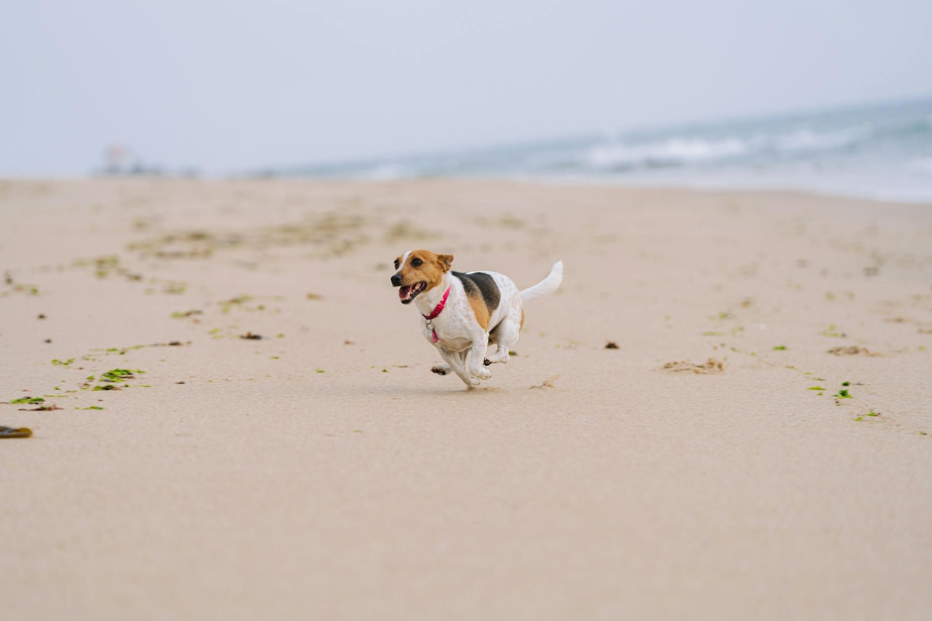 Jack russell running on beach wearing a red collar