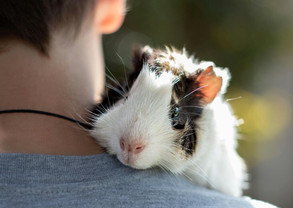 guinea pig sitting in humans shoulder
