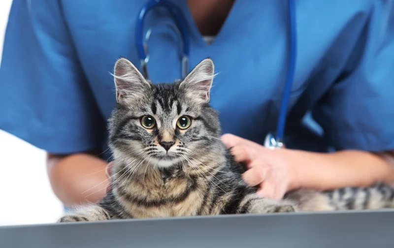 cat being examined by vet