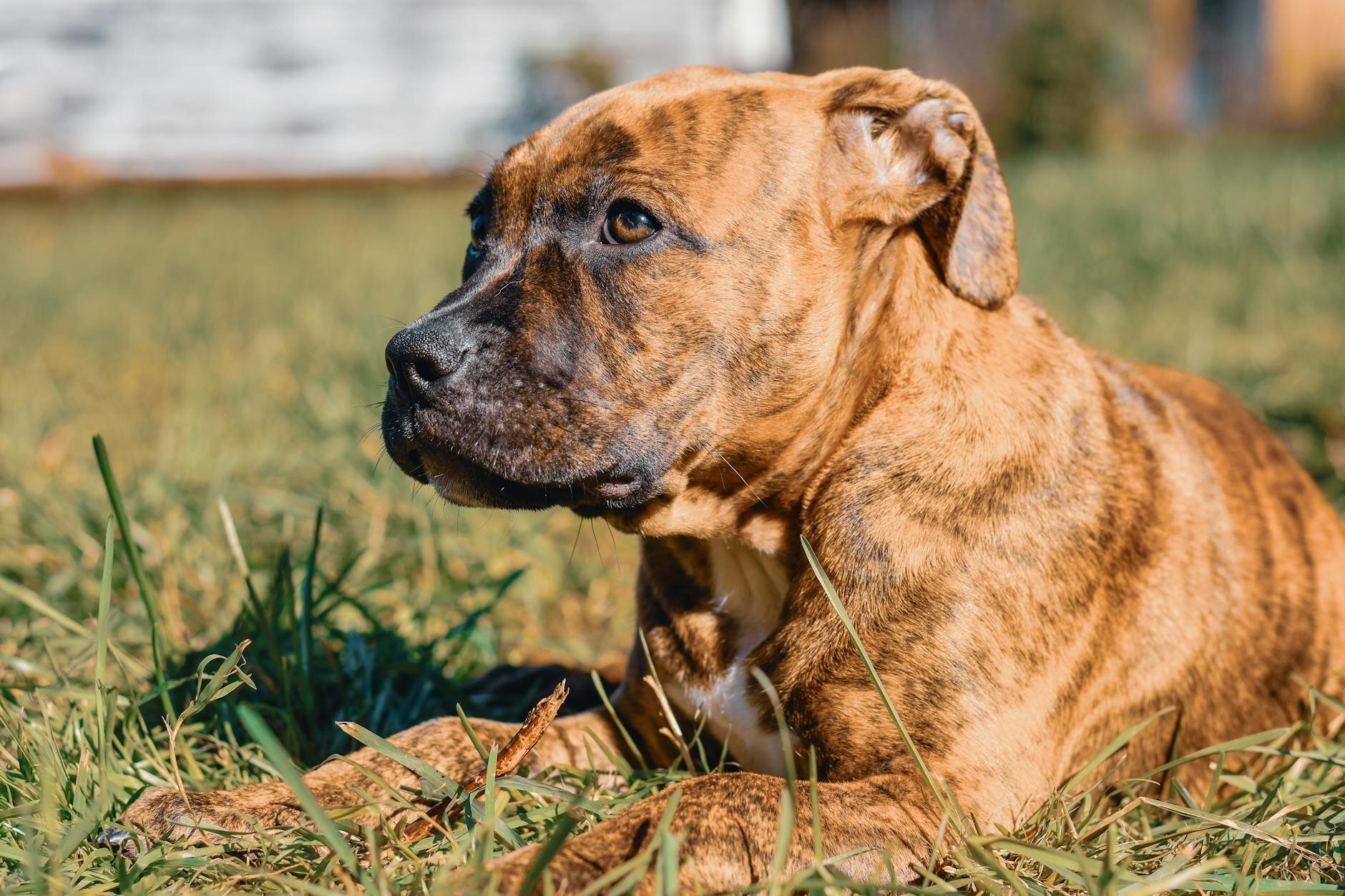 staffy x dog lying in sun on grass