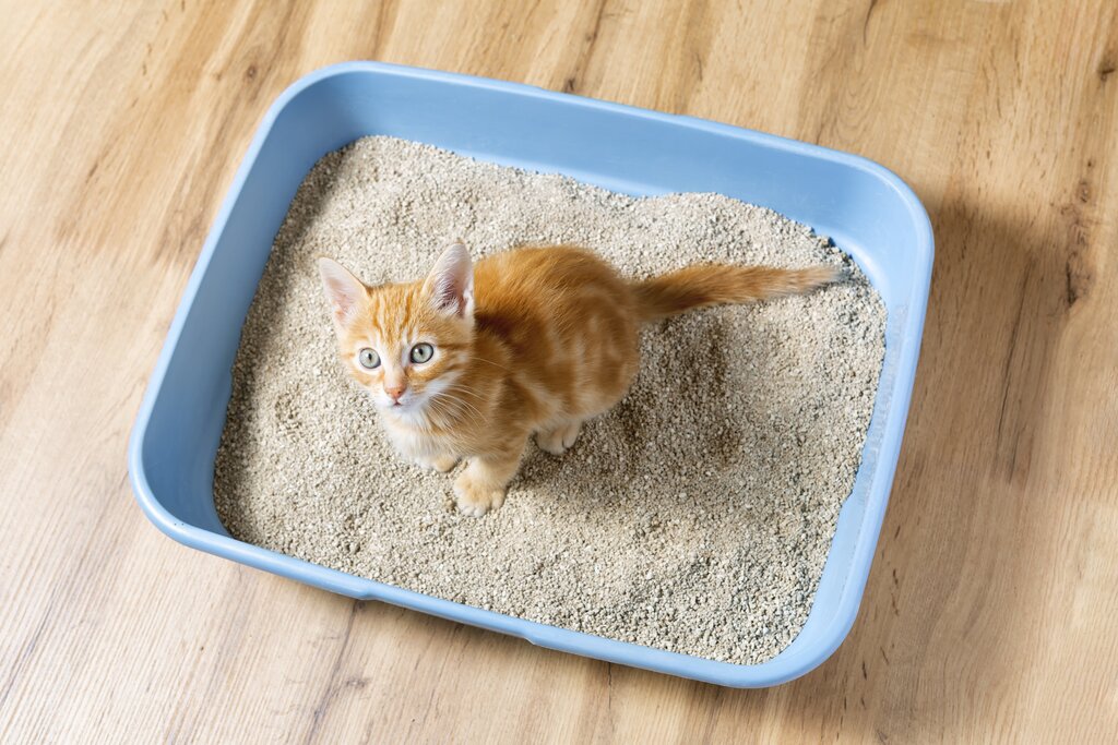 ginger kitten sitting in litter tray