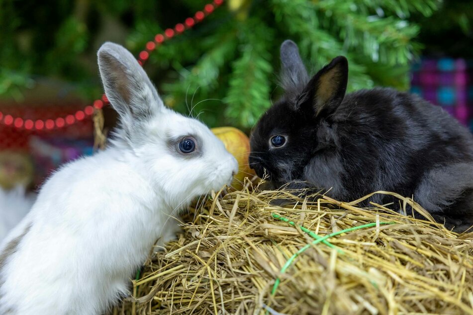 2 rabbits on pile of hay
