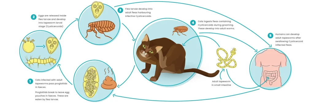lifecycle image of tapeworms in cats