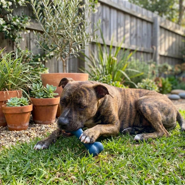 American Staffy chewing on toy