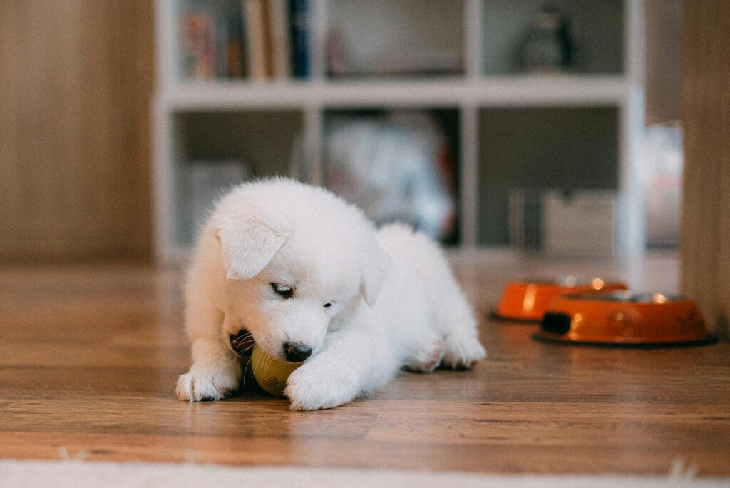 white puppy playing with a ball inside on wooden floors