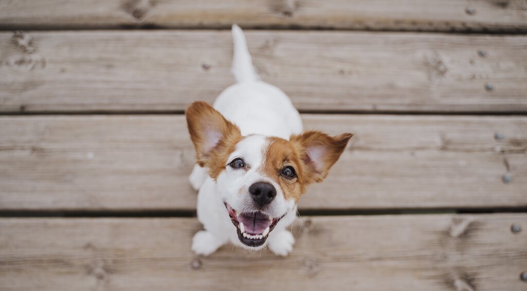 jack russell sitting, looking up at camera