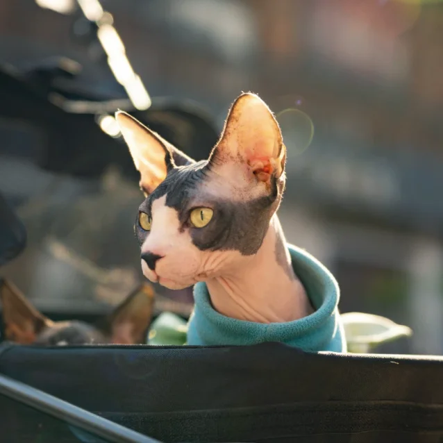 sphynx cat wearing jumper and going for a walk in a stroller