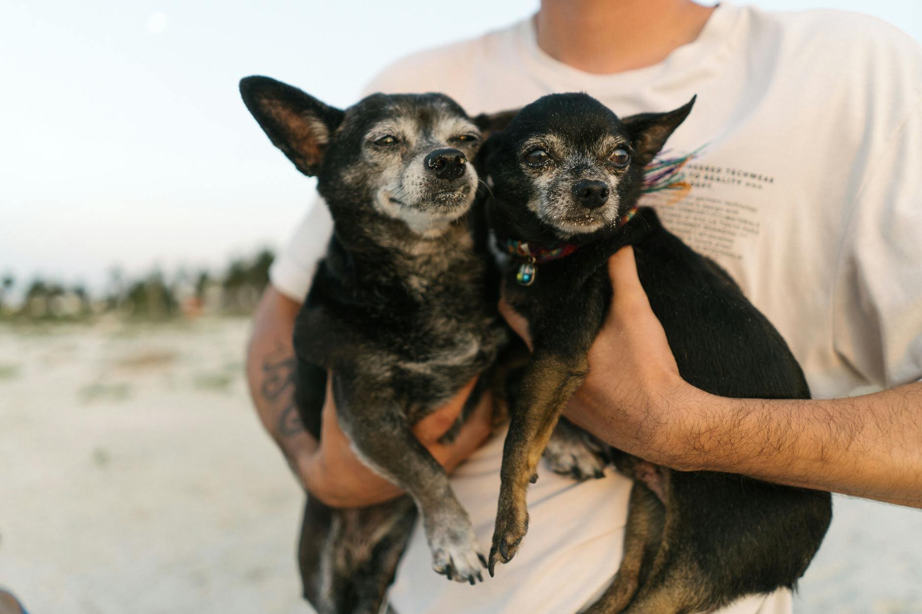 2 chihuahuas being held by human