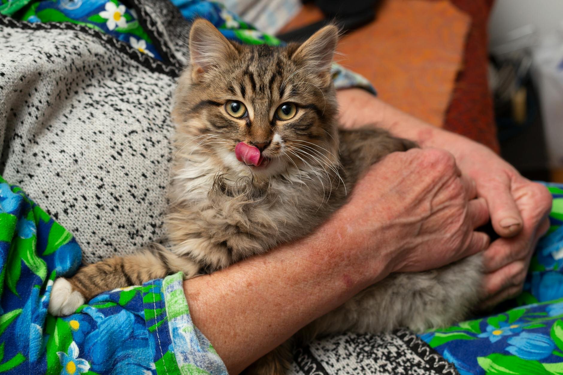 cat on a person's lap