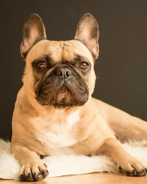 french bulldog lying on rug