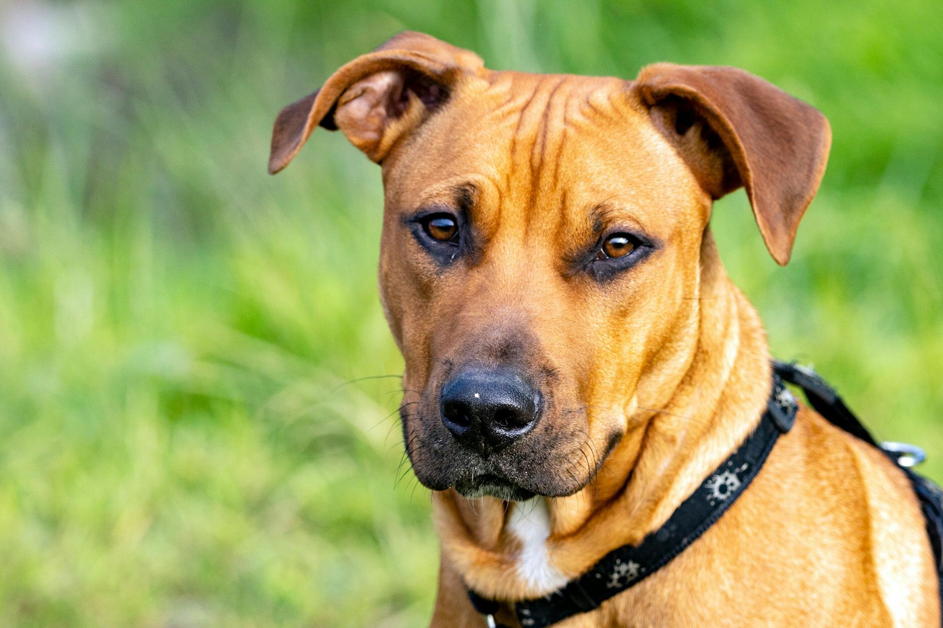 alert dog
