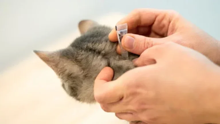 human applying parasite preventative to cat's neck