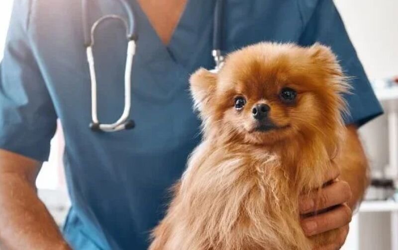 pomeranian on veterinary examination table