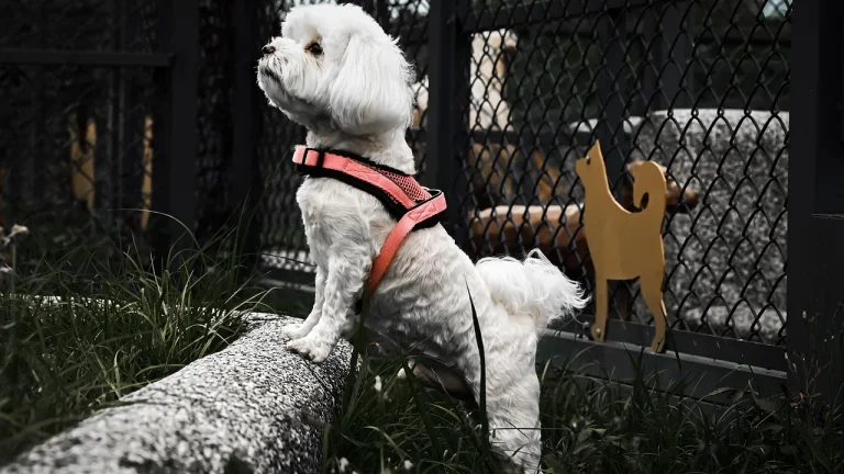 maltese wearing harness standing on log