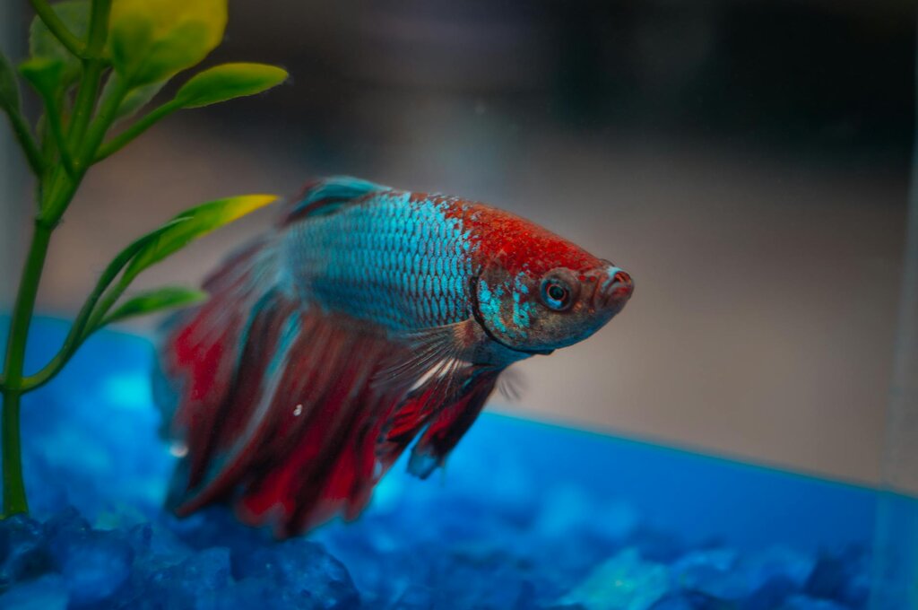fighting fish