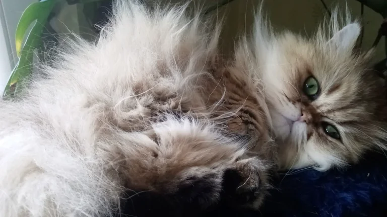 persian cat laying on back