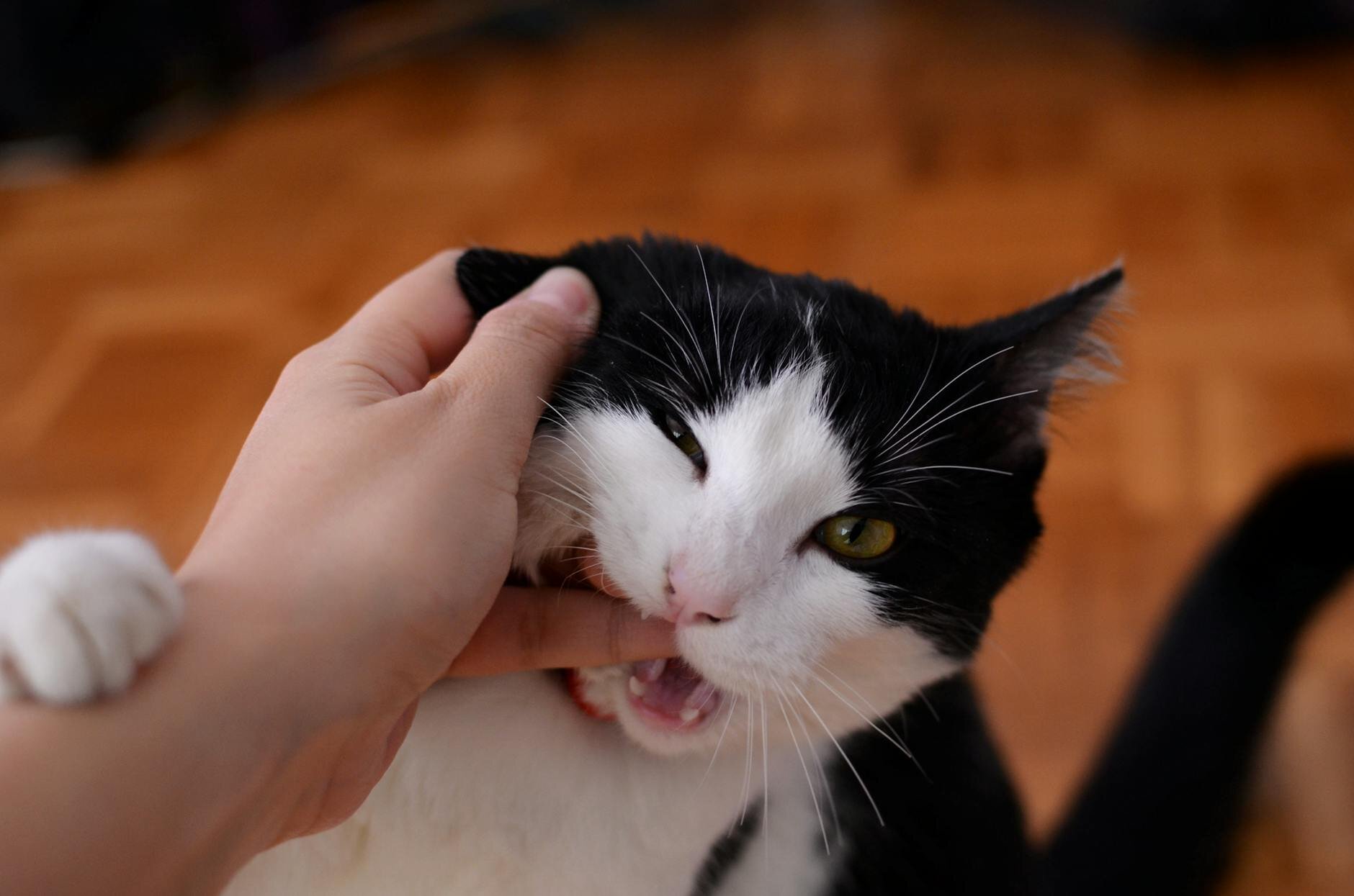 cat biting finger