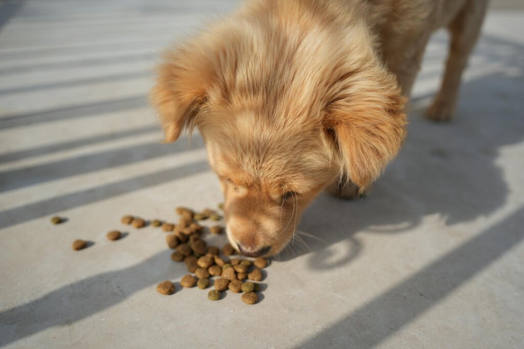 puppy eating dry food off floor