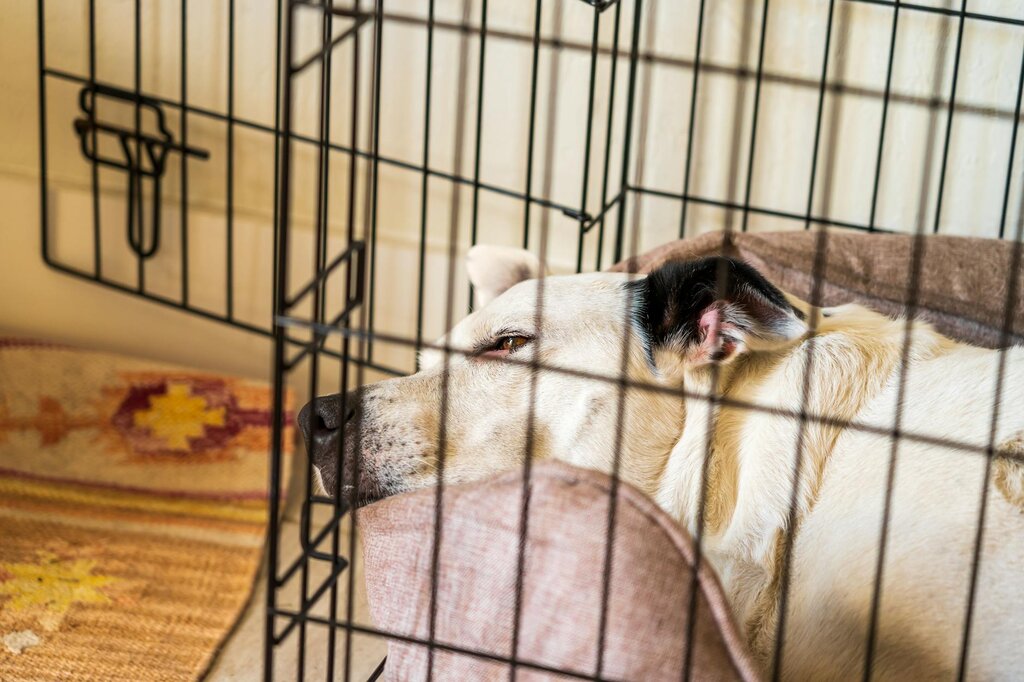 dog lying in crate