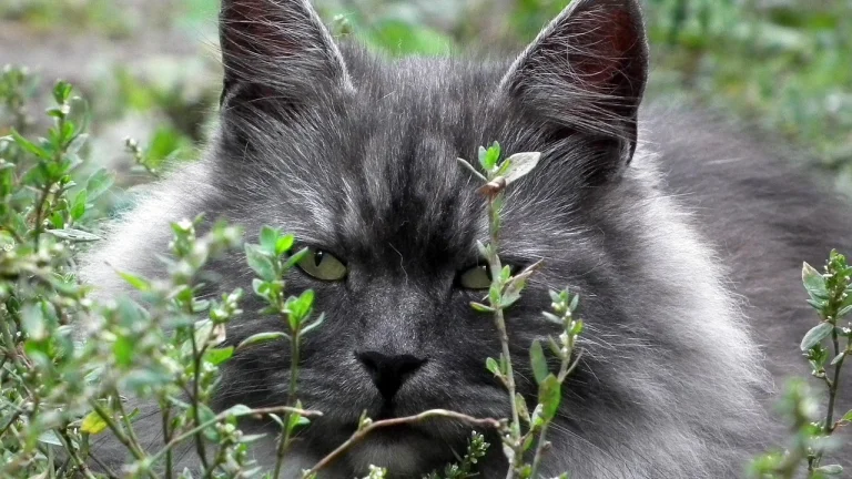 Siberian Cat hiding in bushes outdoors