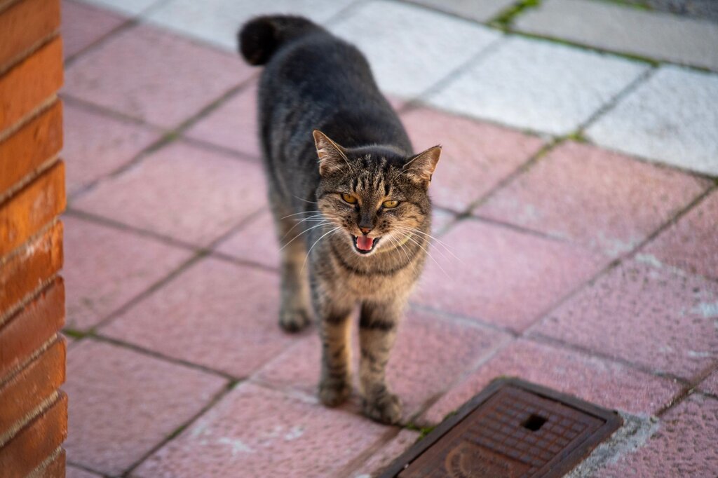 cat open mouth breathing