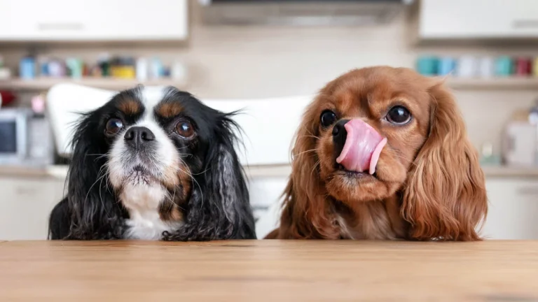 2 cavaliers waiting for food, one licking lips