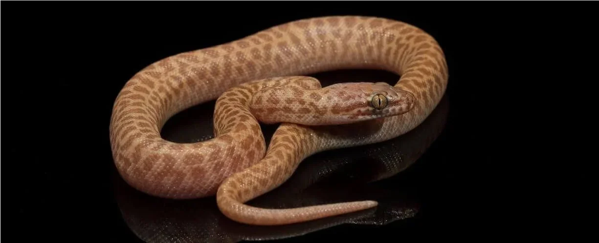 stimsons and childrens python