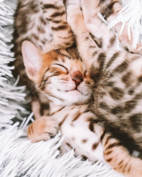 bengal kitten sleeping