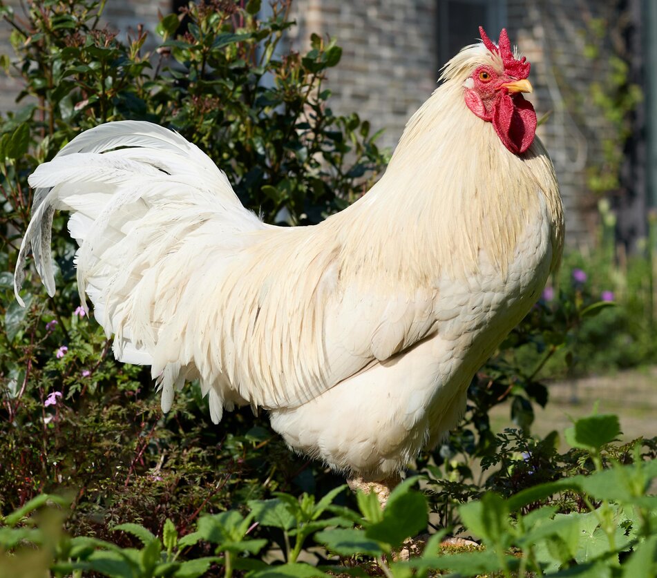white leghorn rooster