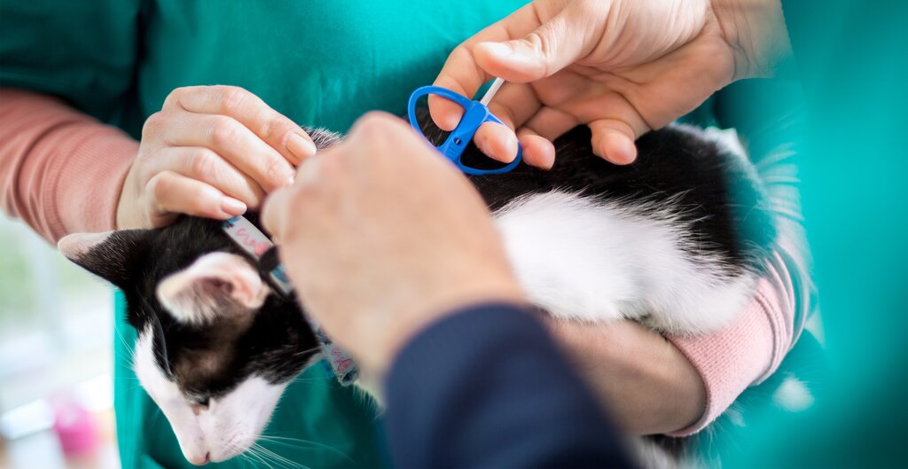 cat being microchipped