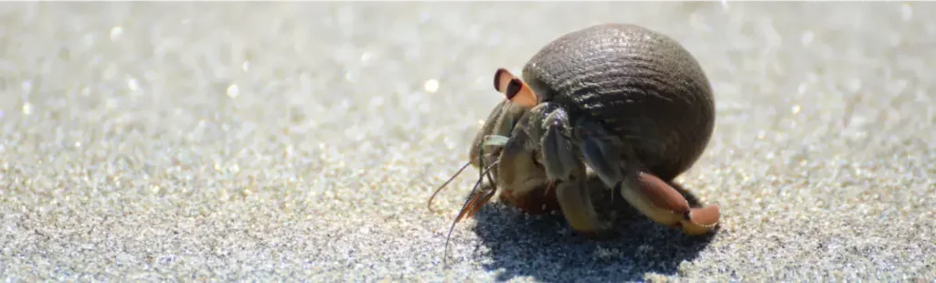 hermit crab on sand