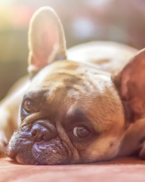 french bulldog lying flat on ground