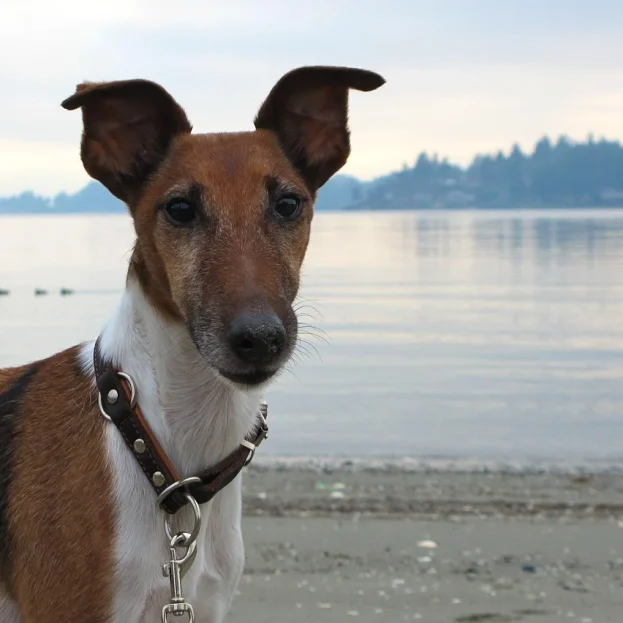 fox terrier standing on beach