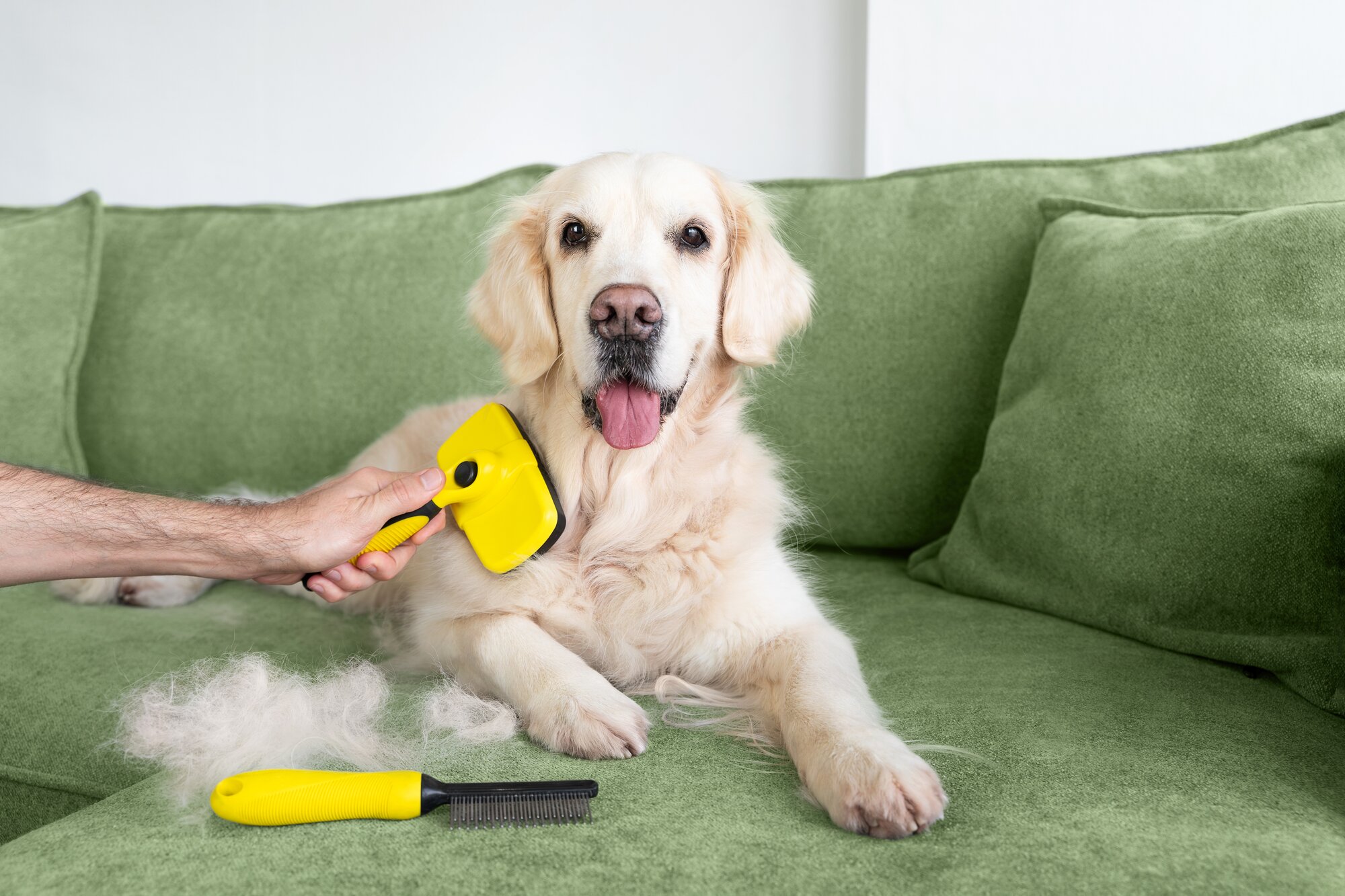 dog being brushed on sofa