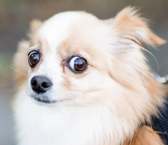 chihuahua showing whale eye
