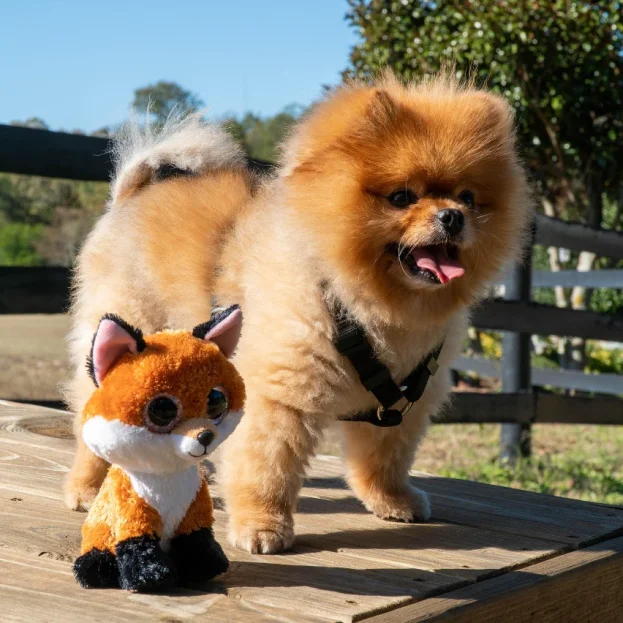 pomeranian outdoors wearing harness standing next to fox toy