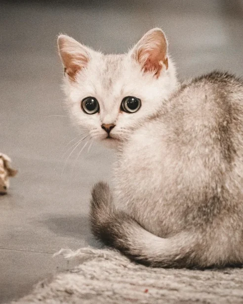 burmilla kitten playing with scrunched up paper