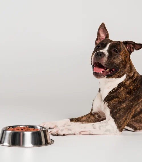 staffy with a food bowl
