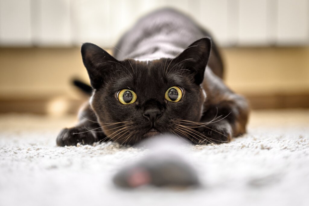 burmese cat playing 