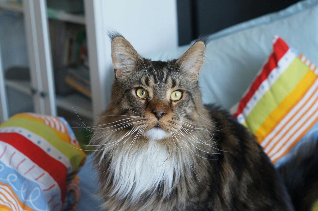 close up of maine coon cat