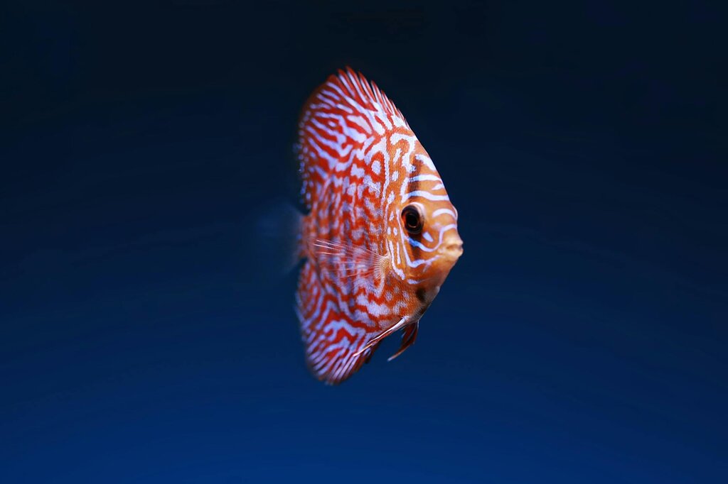 cichlid fish