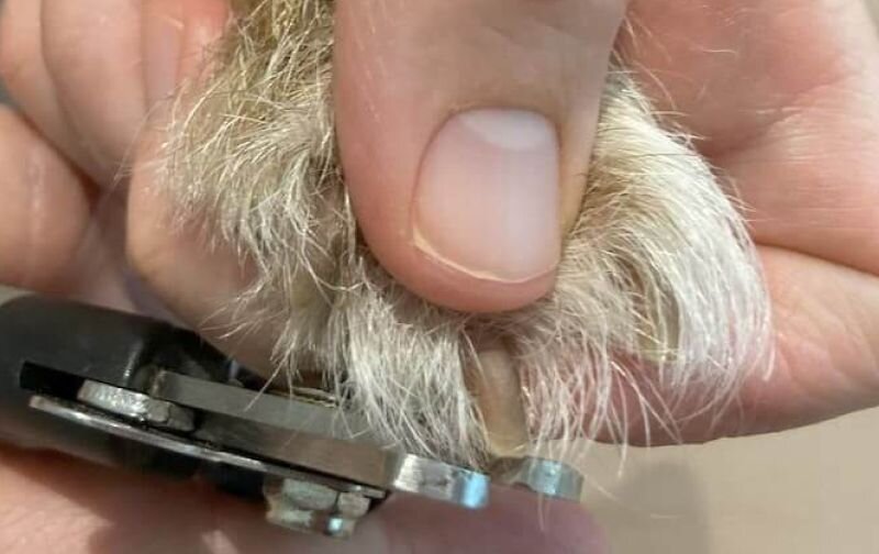 cutting dog nails