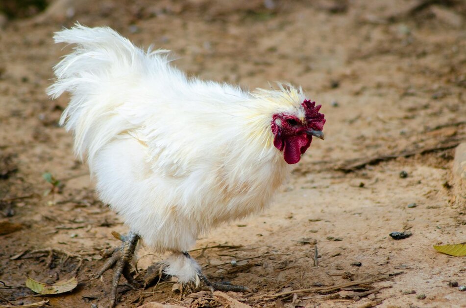 silkie chicken