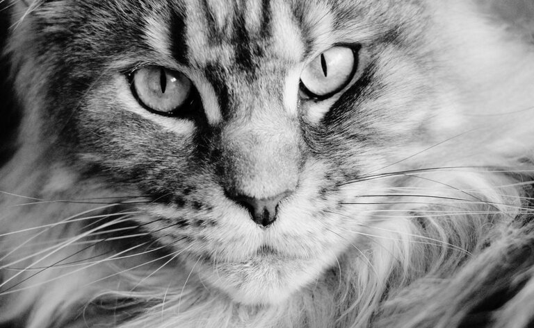 close up of maine coon cat
